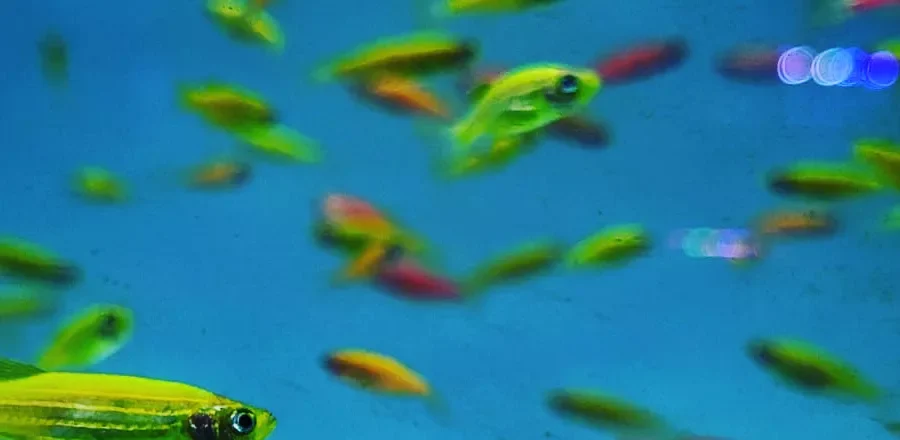 Vibrant neon tetras swimming in our display aquarium