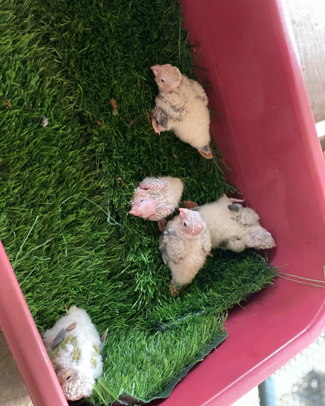 Hand-raised parrot chicks on grass mat at our store