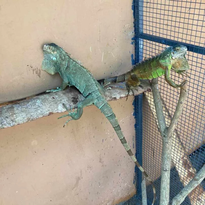 Pair of green iguanas at our store