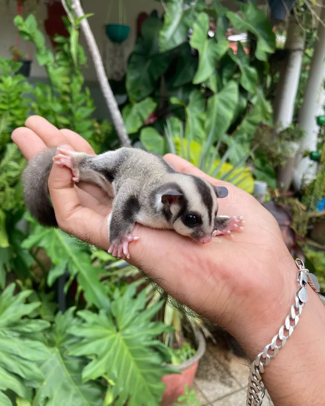 Sugar glider in hand at Pandora Pet Mall