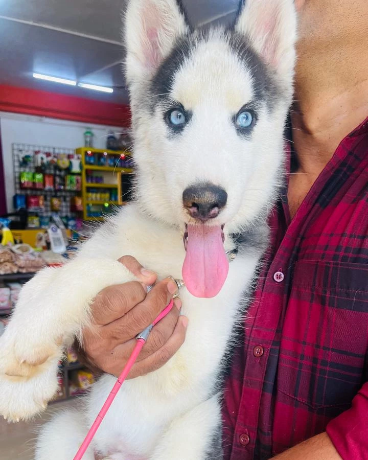 Siberian Husky puppy with bright blue eyes inside Pandora Pet Mall