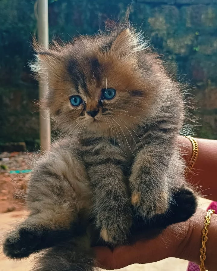 Persian kitten with striking blue eyes available at our store