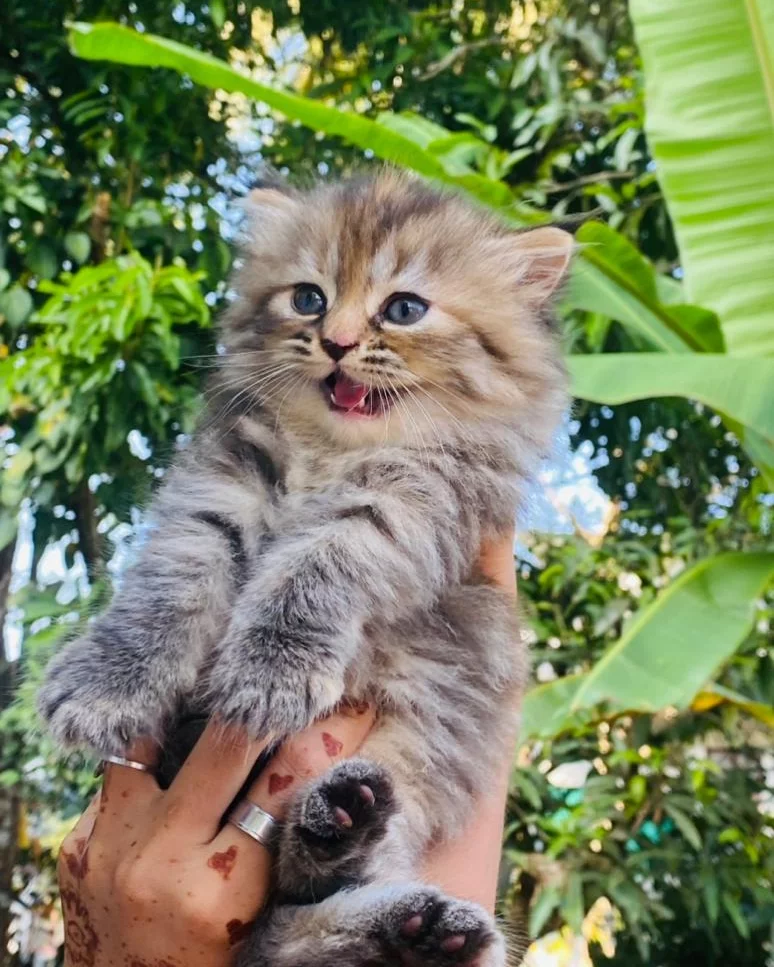 Fluffy tabby Persian kitten held up against tropical Kerala greenery