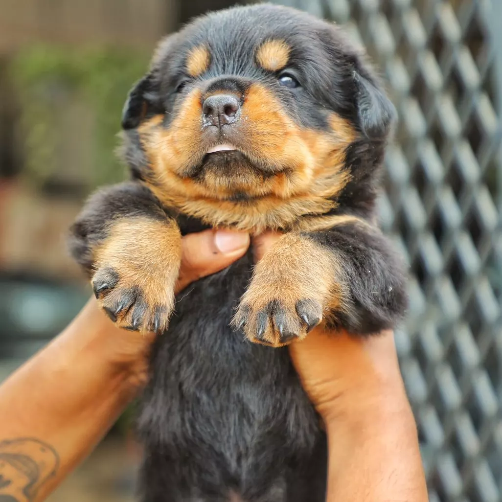 Rottweiler puppy held up close to the camera
