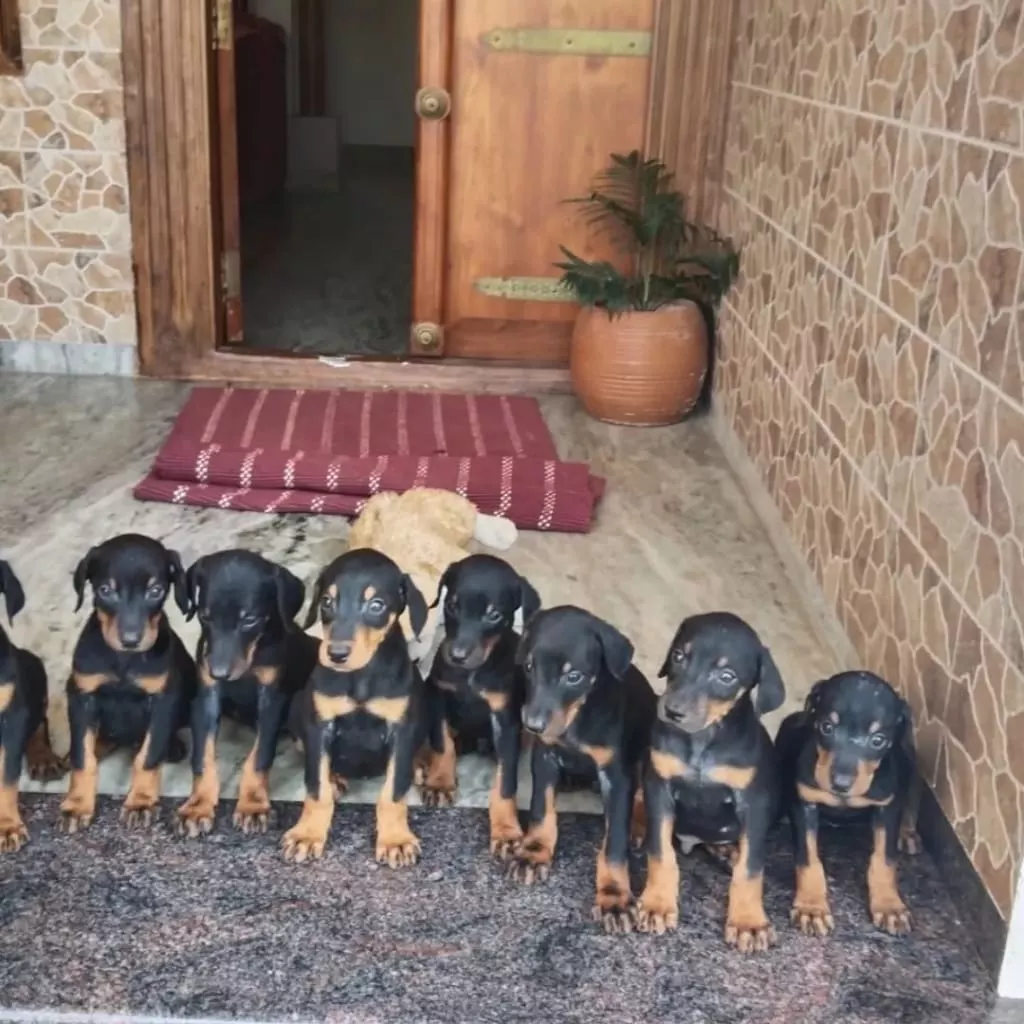 A litter of Doberman puppies lined up at the store entrance