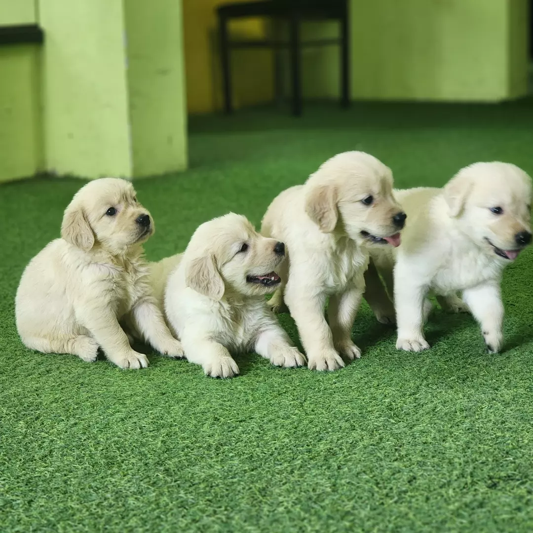 Four Golden Retriever puppies playing on artificial grass at the store