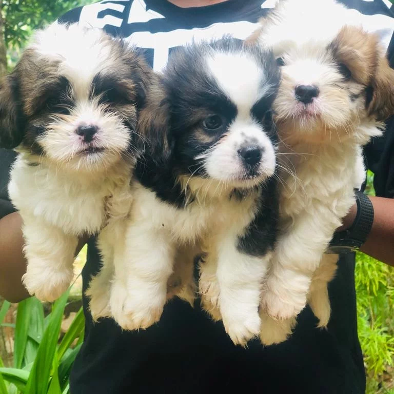 Three Shih Tzu puppies in arms at our store