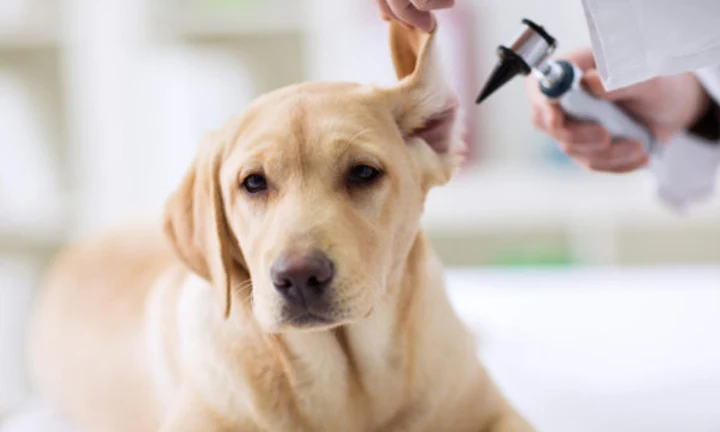 Labrador puppy receiving a vet check at our store